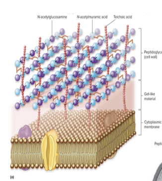 <p>Gram Positive</p>