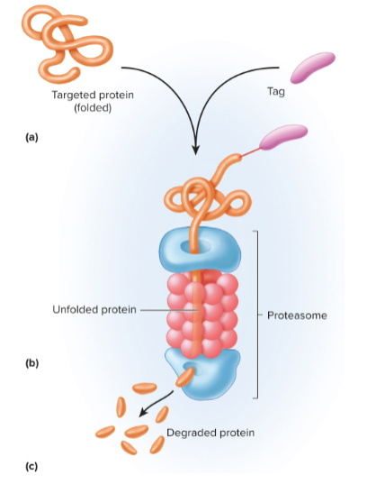<ul><li><p>hollow, cylindrical organelles that dispose of surplus proteins</p></li></ul><ul><li><p>contain enzymes (proteases) that break down tagged, targeted proteins into short peptides and amino acids</p></li><li><p>can destroy tagged damaged cell proteins or viral proteins</p></li></ul><p></p>