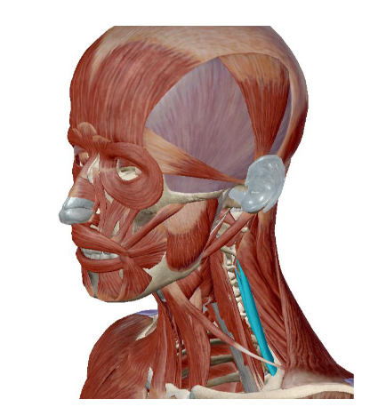 <p>what muscle is this</p>