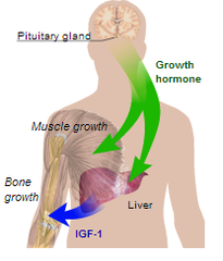 <p>chemicals released into the bloodstream that </p><p>control many body functions, such as growth, repair and reproduction</p>