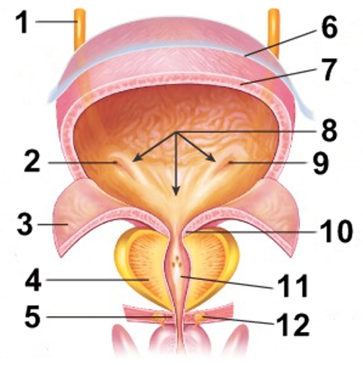 <p>ureter</p>