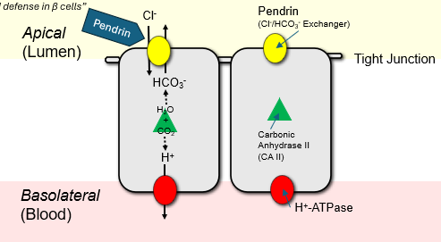 <p>Secrete bicarbonate via apical HCO3/Cl- exchanger and reabsorb chloride </p>