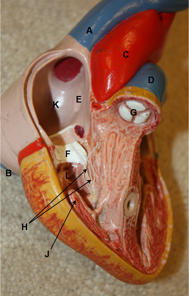 <p>In the images above and below, identify blood vessels A, B, C, and D; structures E, F, G, H, and J; and chambers K and L. &nbsp;(There is no letter I.)</p>