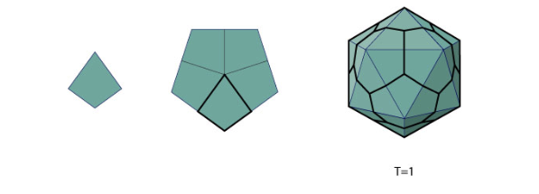 <p><span style="background-color: transparent; font-family: "Helvetica Neue", sans-serif;"><strong>T=1 icosahedral capsid</strong> is composed of 12 pentameric capsomeres for a total of 60 capsid proteins</span></p><p><br>each of the triangle has 3 proteins</p>