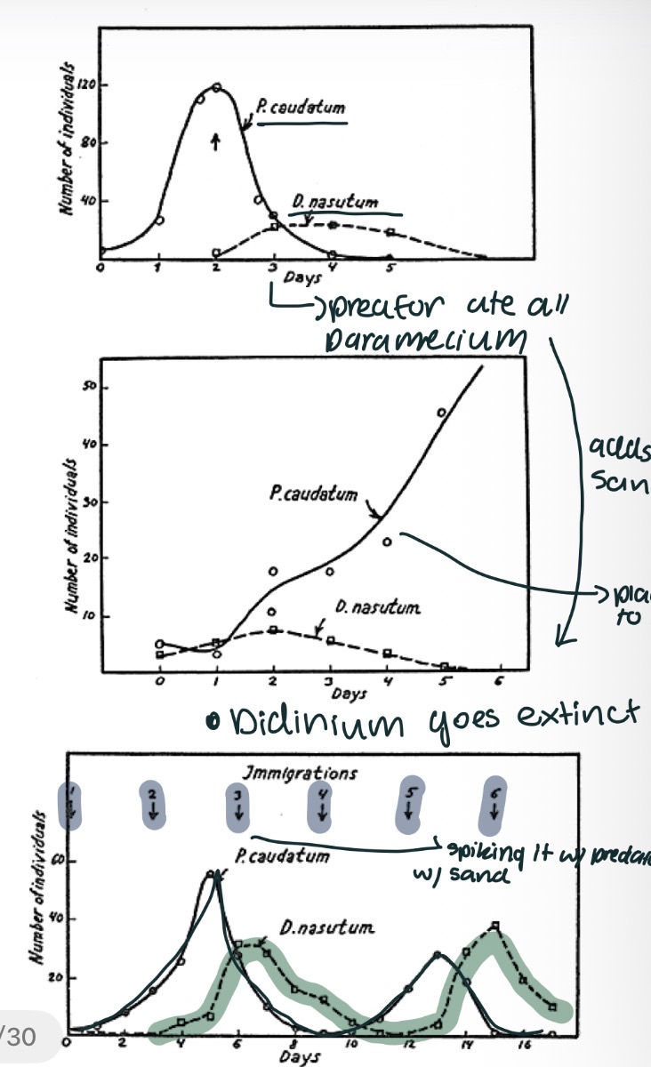 <p>His test involved Paramecium and Didinium, he concluded that stable oscillation in predator and prey numbers are not a property of predator- prey nut interaction itself but a result of interferes from outside system. ( For exmaple: The paramecium once they had a place to hide and being introduced with more predators stabilized the ecosystem)</p><p>Brought in the importance of Refuge </p>