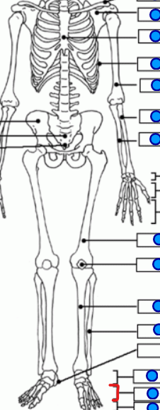 <p>bones between the tarsals and the phalanges </p>