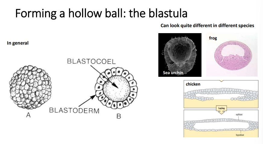<ul><li><p>bilaterian animals enter a <strong>blastula </strong>stage during early development, where the zygote has a fluid-filled  <strong>blastocoel space </strong>in the middle surrounded by a <strong>layer </strong>of cells called the <strong>blastoderm</strong></p></li><li><p>this undergoes <strong>gastrulation </strong>to move cells into the blastocoel</p></li><li><p>this produces <strong>three cell layers</strong>: the ectoderm, mesoderm and endoderm</p></li><li><p>this movement of cells is an example of <strong>morphogenesis </strong>(another being <strong>neural crest </strong>cell migration)</p></li></ul><p></p>