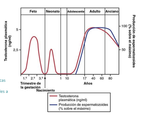 <ul><li><p><span><strong>Pico fetal</strong> (masculinización).</span></p></li><li><p><span><strong>Mini‑pubertad neonatal</strong> (pequeño pico).</span></p></li><li><p><span><strong>Pubertad</strong> → gran aumento.</span></p></li><li><p><span><strong>Adulto</strong> → niveles estables.</span></p></li><li><p><span><strong>Anciano</strong> → descenso progresivo.</span></p></li><li><p><span>La <strong>producción de espermatozoides</strong> sigue un patrón similar al de la testosterona adulta.</span></p></li></ul><p></p>