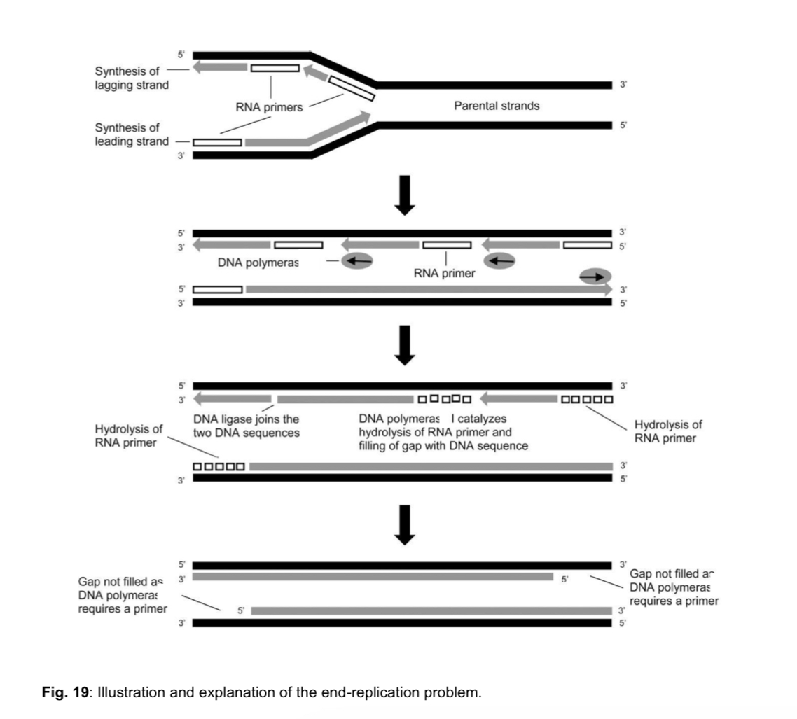 <ol><li><p>chromosomes of <strong>eukaryotes</strong> are <strong>linear</strong> and will lead to the end-replication problem as DNA polymerase is incapable of completely replicating all the way to the ends of a linear chromosome, leading to <strong>shortening of telomeres</strong> with each successive cell division </p></li></ol><ul><li><p>each time a cell with linear chromosomes divides, a small section at the extreme 3’ end of the parental strand does not undergo DNA replication </p></li><li><p>due to inability of DNA polymerase to replicate the ends of the chromosome </p></li></ul><ol start="2"><li><p>without telomeres, vital genetic information that is needed to sustain a cell’s activities will be lost </p></li></ol><p></p>