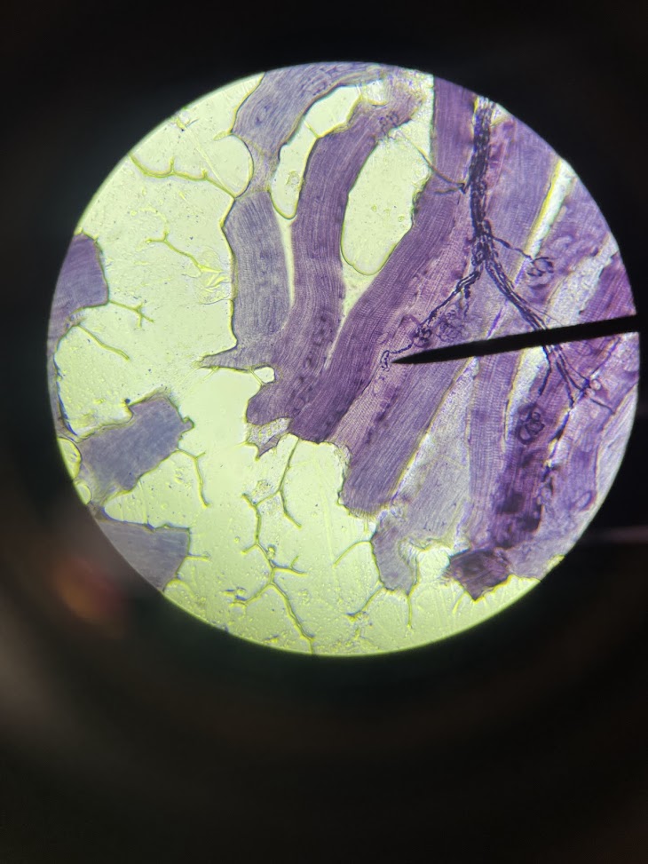 <p>tissue type + structure name</p>