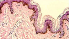 <p>Identify Tissue</p>