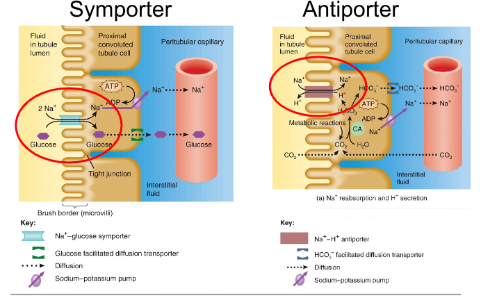 <p>Primary active transport</p><ul><li><p>uses ATP (Na, K pump)</p></li><li><p>energy from ATP used to pump substance across membrane</p></li></ul><p>Secondary active transport</p><ul><li><p>driven by ions electrochemical gradient</p></li><li><p>symporters move substances in same direction</p></li><li><p>antiporters move substances in opposite directions</p></li></ul><p></p>