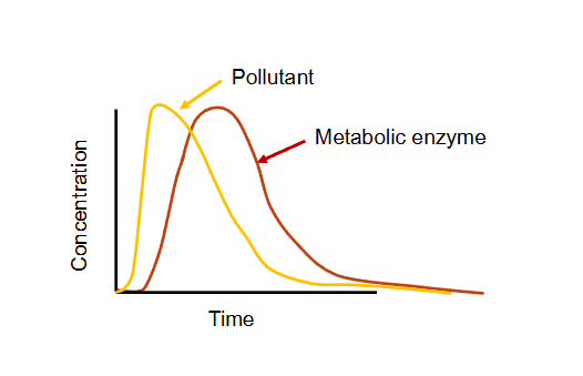 <ul><li><p>Most enzymes are highly specific — they catalyse one specific chemical reaction </p><ul><li><p>but enzymes in metabolism (biotransformation and bioactivation) are not </p></li></ul></li><li><p>Animals and humans are not born with a full complement of metabolic enzymes </p><ul><li><p>chemical concentrations in infants and kids are much higher than adults </p></li></ul></li></ul><p></p>