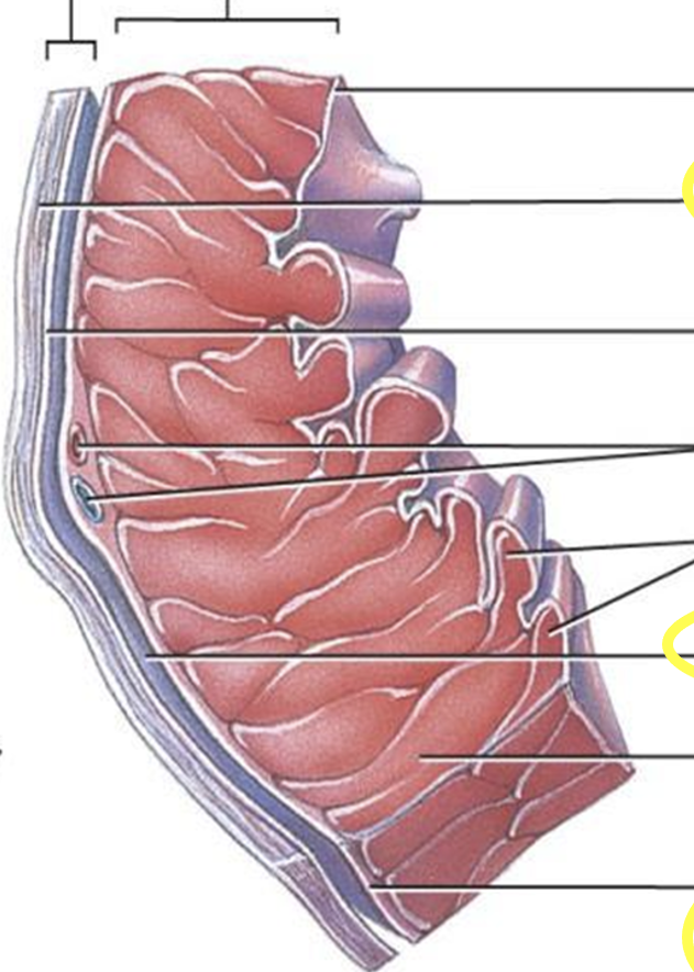 <p>Label the the heart wall/ Pericardium </p>