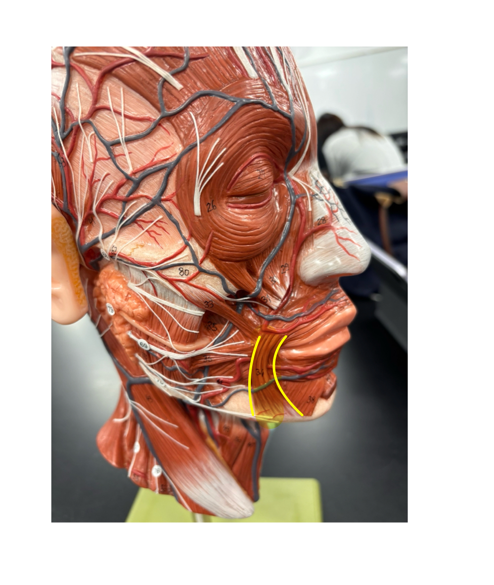 <p>name the muscle and its action</p>