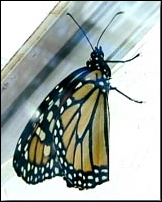 <p>Identify the insect, stage, and order</p>