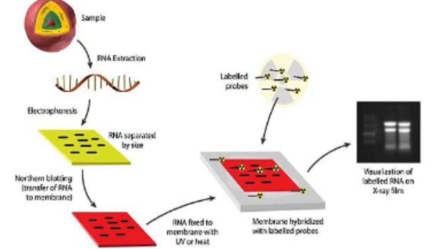 <p>Uses a DNA or RNA probe to assess presence and quantity of a mRNA in a sample (gene expression). Based on intensity of signal you can tell if it's low/ high expression</p>