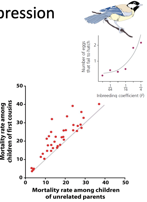 <p>Inbreeding Depression</p><ul><li><p>what is it?</p></li><li><p>does inbreeding directly change allele frequencies?</p></li></ul><p></p>