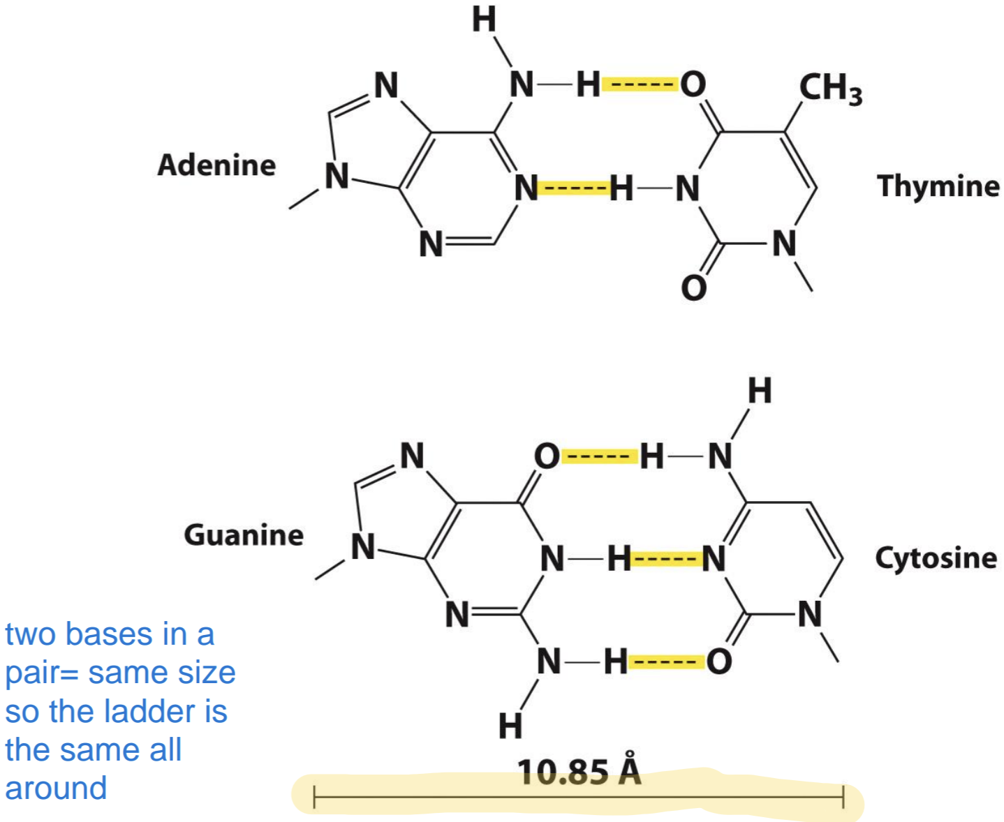 <p>Nucleotides pairs are held together by hydrogen bonds between complementary bases (base pairs)</p><p><span data-name="black_small_square" data-type="emoji">▪</span> A bonds with T</p><p><span data-name="black_small_square" data-type="emoji">▪</span> C bonds to G</p><p></p><p>Law of complementary base pairing – the sequence of one strand governs the base sequence of the other (if yk one string you can guess the other because of base pairs, just remember 5’ bonds to 3’ and vice versa) </p><p></p><p>Chargaff’s rule established:</p><p>1. Amount of A = amount of T</p><p>2. Amount of C = amount of G</p><p>3. A+G = C+T</p><p>Ex: 15% A= 15% T; A+T= 30%; 100-30= 70; ½ 70= 35 which means 35% C and 35 % G </p><p></p><p>Double-stranded DNA twists into a right-handed helical organization, driven by the hydrophobic </p><p>effect </p><p></p><p>Watson and Crick’s Double Helical DNA Features:</p><p>1. 2 antiparallel strands</p><p>2. DNA “ladder” is a right- handed helix</p><p>3.S-P backbone defines the exterior of helix</p><p>4. Base pairs are in the center of helix</p><p>5. Base pairs stack</p><p>6. Diameter is about 20 Å</p><p>7. Twisting creates major and minor grooves</p>