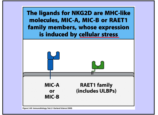 <p>Activating and Inhibitory Receptors</p>