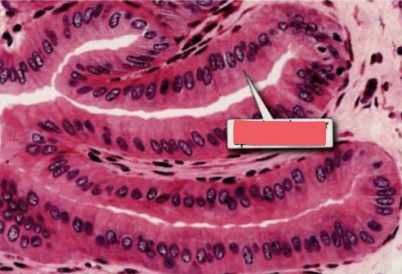<p>gallbladder</p>
