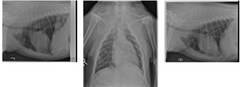 <p>Describe Next Steps: Are there any additional imaging suggestions that would help clarify your findings? Are there critical next steps to take from a stabilization/management/treatment plan standpoint?</p>