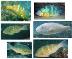 <p>Blue-barred parrotfish</p>