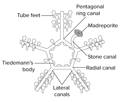 <p>a unique hydraulic network of fluid-filled canals and appendages found exclusively in echinoderms</p>