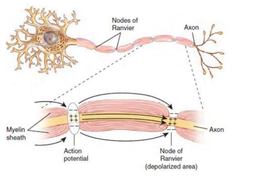 <p>regions of BARE AXON between areas wrapped in myelin</p><p>-action potentials travel fown myelinated axons by jumping from node to node</p>