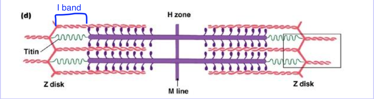 <p>Light under microscope; Contains <strong><u>actin only</u></strong> in the sarcomere</p>