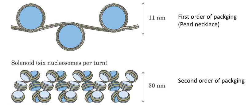 <p>Chromatin: condensed nucleosomes</p>