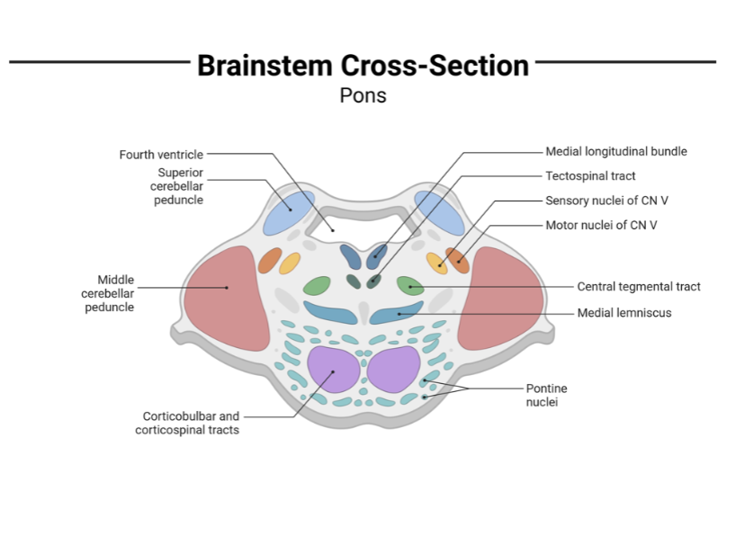 <p>pons function (4 types)</p>