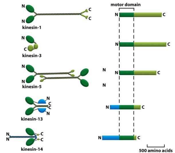 <p><strong>Kinesins</strong> = MT-activated mechanochemical ATPases</p><ul><li><p><strong>Kin-N Kinesin</strong> = motor domain @ N-terminus of protein</p><ul><li><p>→ (+) ends</p></li><li><p>Conventional kinesins</p></li></ul></li><li><p><strong>Kin-C Kinesin</strong> = motor domain @ C-terminus of protein</p><ul><li><p>→ (-) ends (rare)</p></li></ul></li><li><p><strong>Kin-I Kinesin</strong> = INTERNAL motor domain</p><ul><li><p>Do not move along MTs</p></li><li><p>Bind MT ends → protofilament peeling</p></li><li><p>Kinesin-13</p></li></ul></li></ul><p></p>