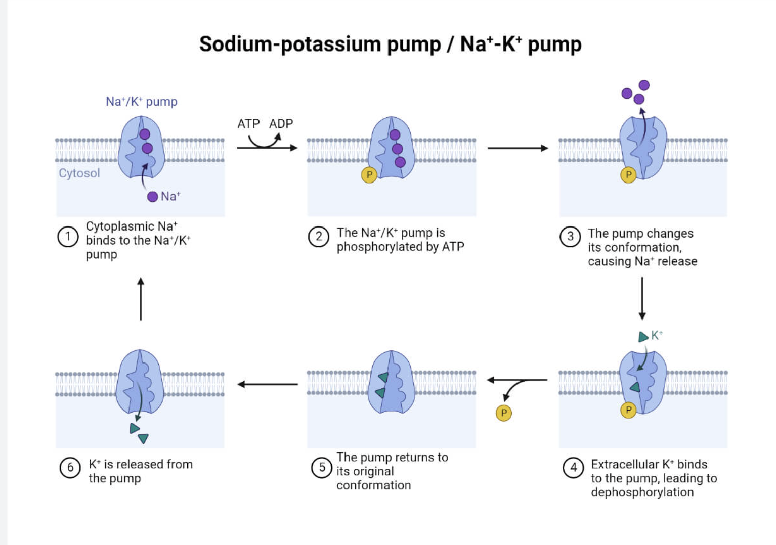 <p>This pump is an example of <strong>active transportation</strong> in exchange transportation with Na+ and K+ working <strong>against their concentration gradient</strong> in neuron and muscle cells. </p><p>1) 3 Na+ ions inside the cell attach to the pump</p><p>2) ATP → ADP + Pi, the Pi attaches to the pump &amp; phosphorylates it </p><p>3) This causes the pump to change shape, forcing the Na+ to leave the cell into a higher concentration</p><p>4) Then, 2 K+ ions attach to the pump</p><p>5) The phosphate group detaches from the pump, dephosphorylating it and changing back to its original shape. This forces the 2 K+ ions into the cell into a higher concentration. </p><p><strong>3 sodium out, 2 potassium in. </strong></p>