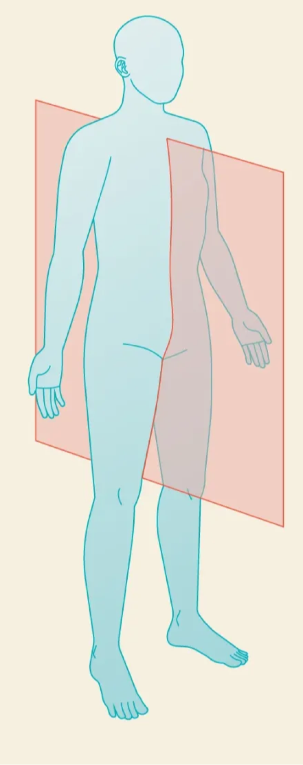 <p>Sagittal/Longitudinal</p>