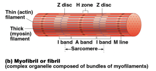 <p>region between two successive Z discs. Composed of thick and thin myofilamentsmade of contractile proteins</p><p></p><p></p>