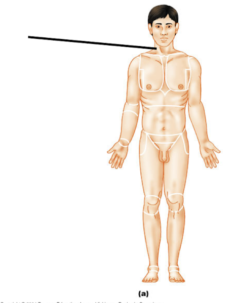 <p>Name the regional terminology </p>