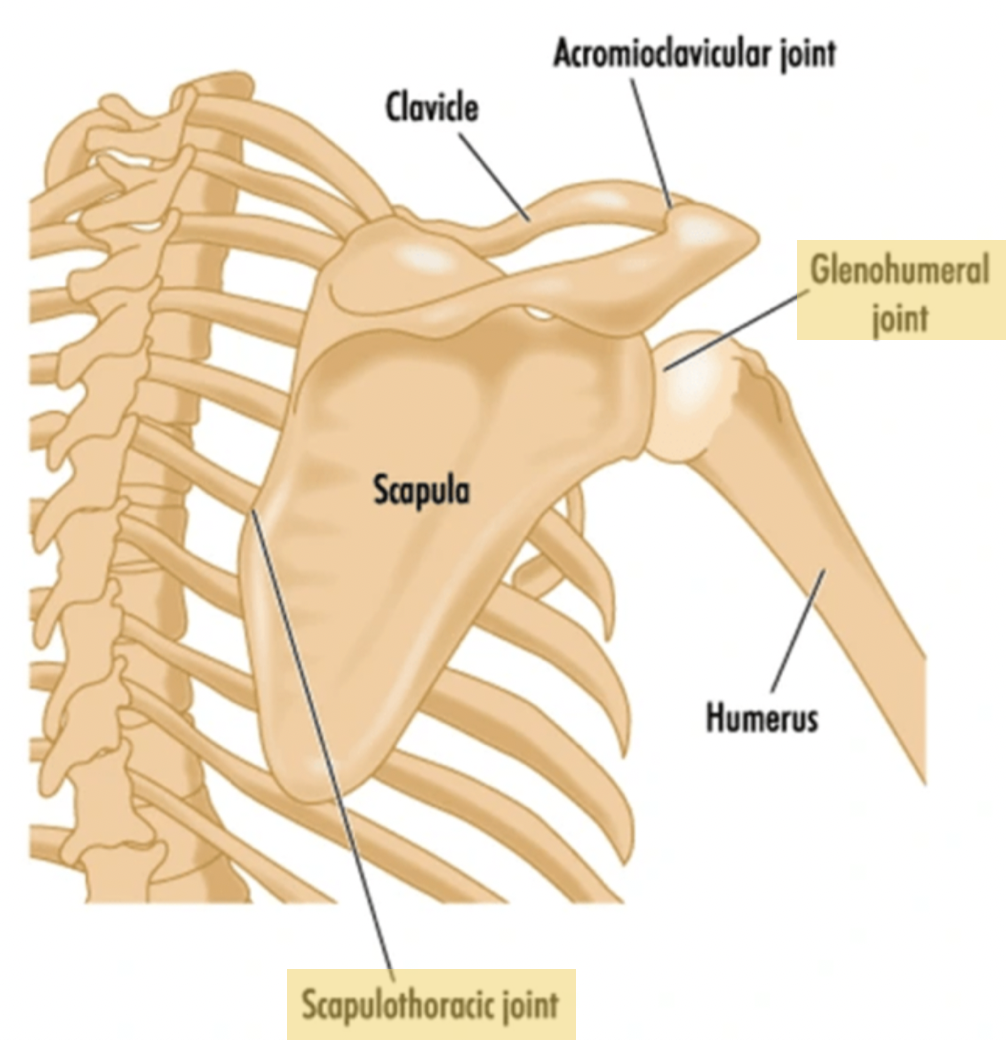 <ul><li><p>Scapulothoracic</p></li><li><p>Glenohumeral (shoulder)</p></li><li><p>Elbow</p></li><li><p>Proximal &amp; distal radioulnar (elbow and wrist joint)</p></li><li><p>Wrist</p></li></ul><p></p>