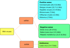 <p>ssRNA = single-strand RNA</p><p>+ssRNA: ‘ready to read recipe’, acts as mRNA + direct translation by host ribosomes</p><p>-ssRNA: ‘needs transcription first’, needs viral RNA polymerase to make mRNA, always packages RdRNAp</p><p></p><p>dsDNA = double-strand DNA, lower mutation rate, highly stable</p>