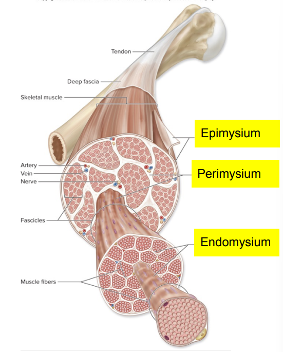 <p>Endomysium</p>