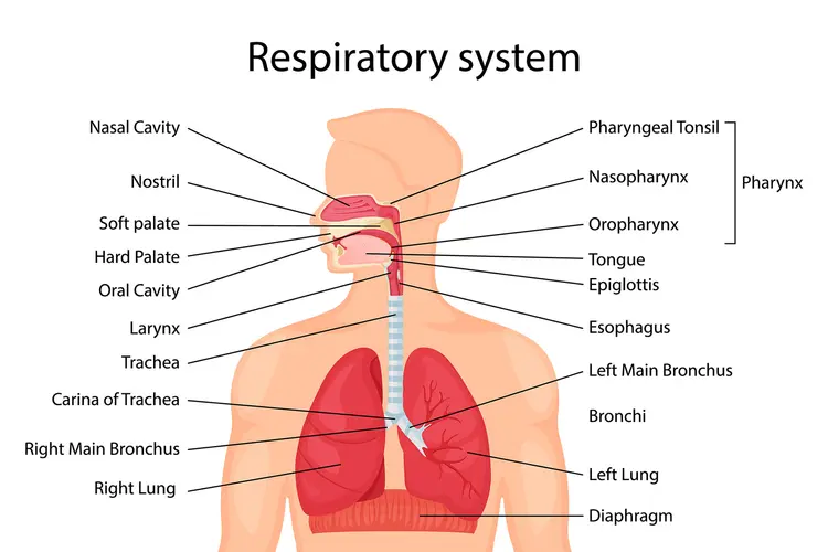 <p><strong>nose, pharynx, larynx, trachea, bronchi, lungs</strong>; transfers O2 from lungs to blood and CO2 from blood to lungs</p>