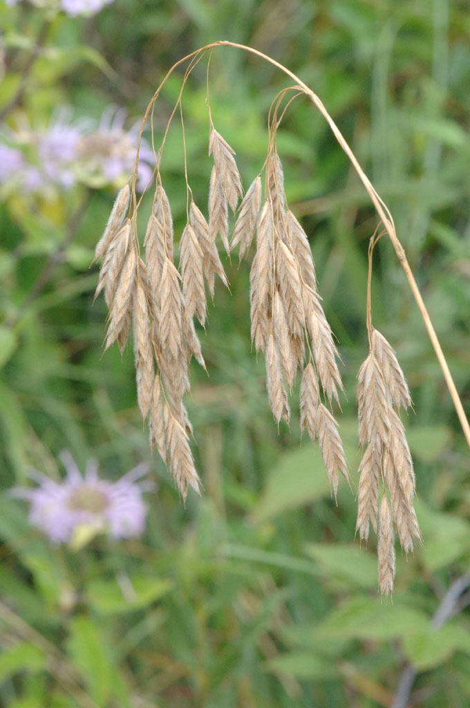 <p>native, fuzzy top, <em>early sucession</em></p>