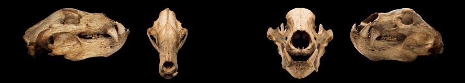 <p>Ursus maritimus</p>