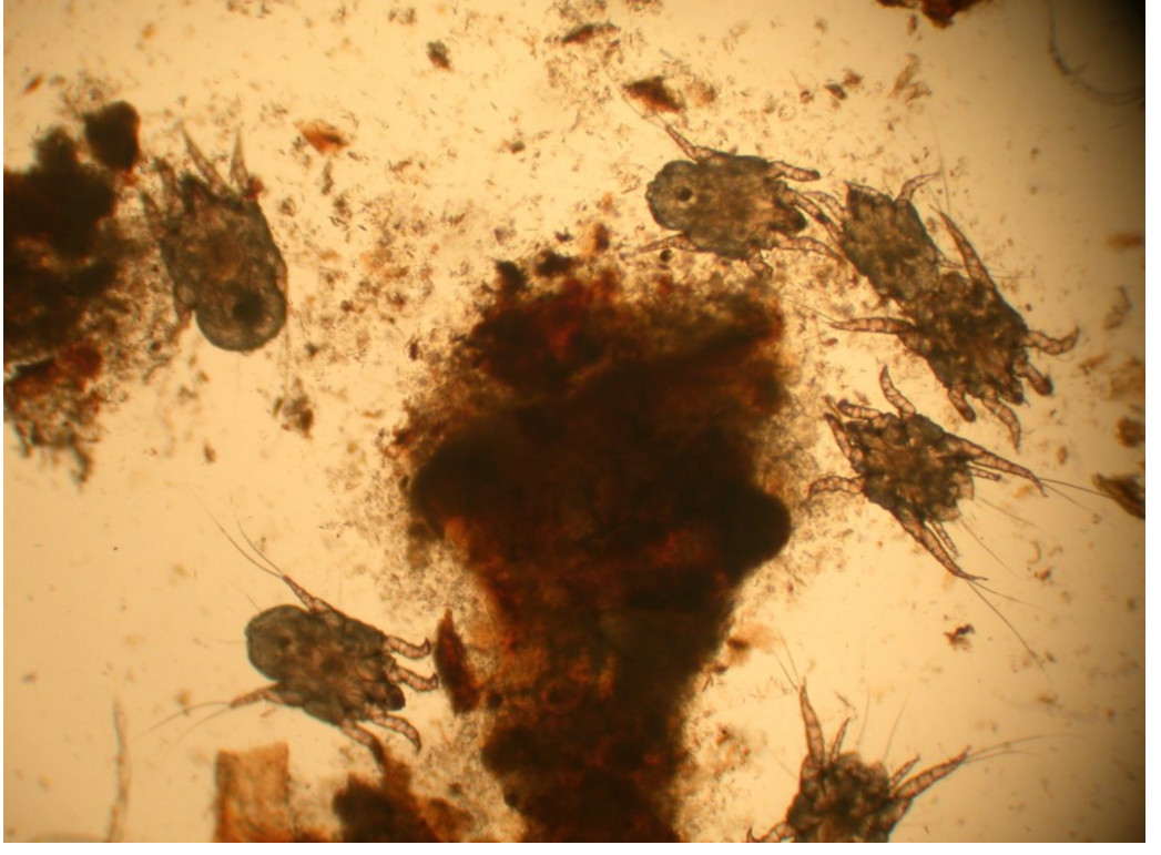 <p>Ear Mites:C.S</p>