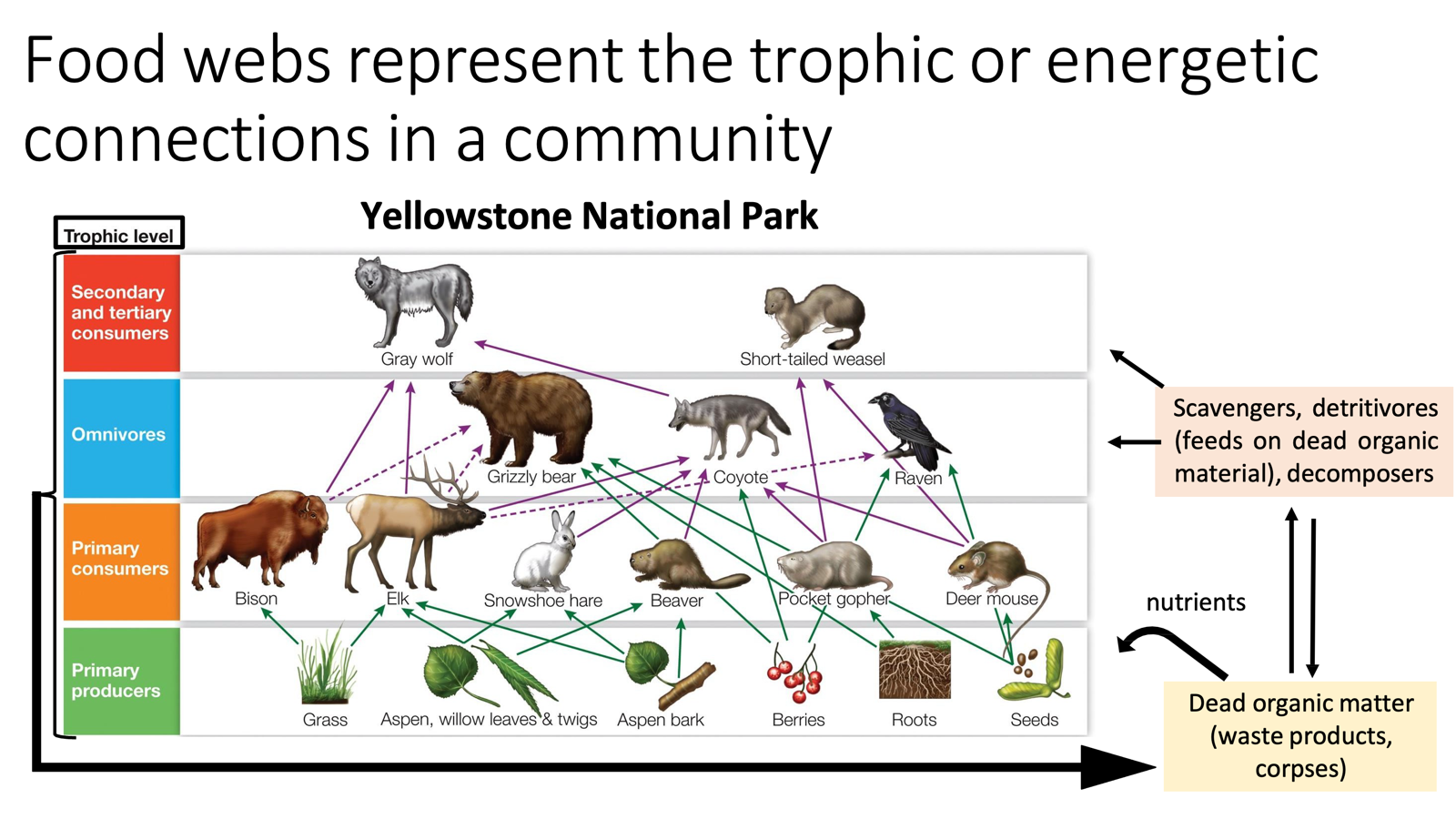 <ul><li><p>Connections in community portrayed on the food web.</p></li><li><p>Food webs represent the trophic or energetic connections in a community</p><ul><li><p>Trophic is food invilving!</p></li></ul></li></ul><p></p>