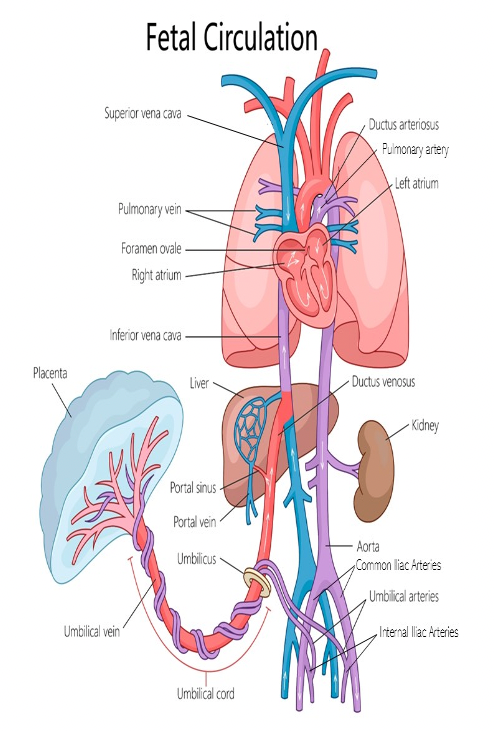 <p>A. fetal internal iliac arteries</p>