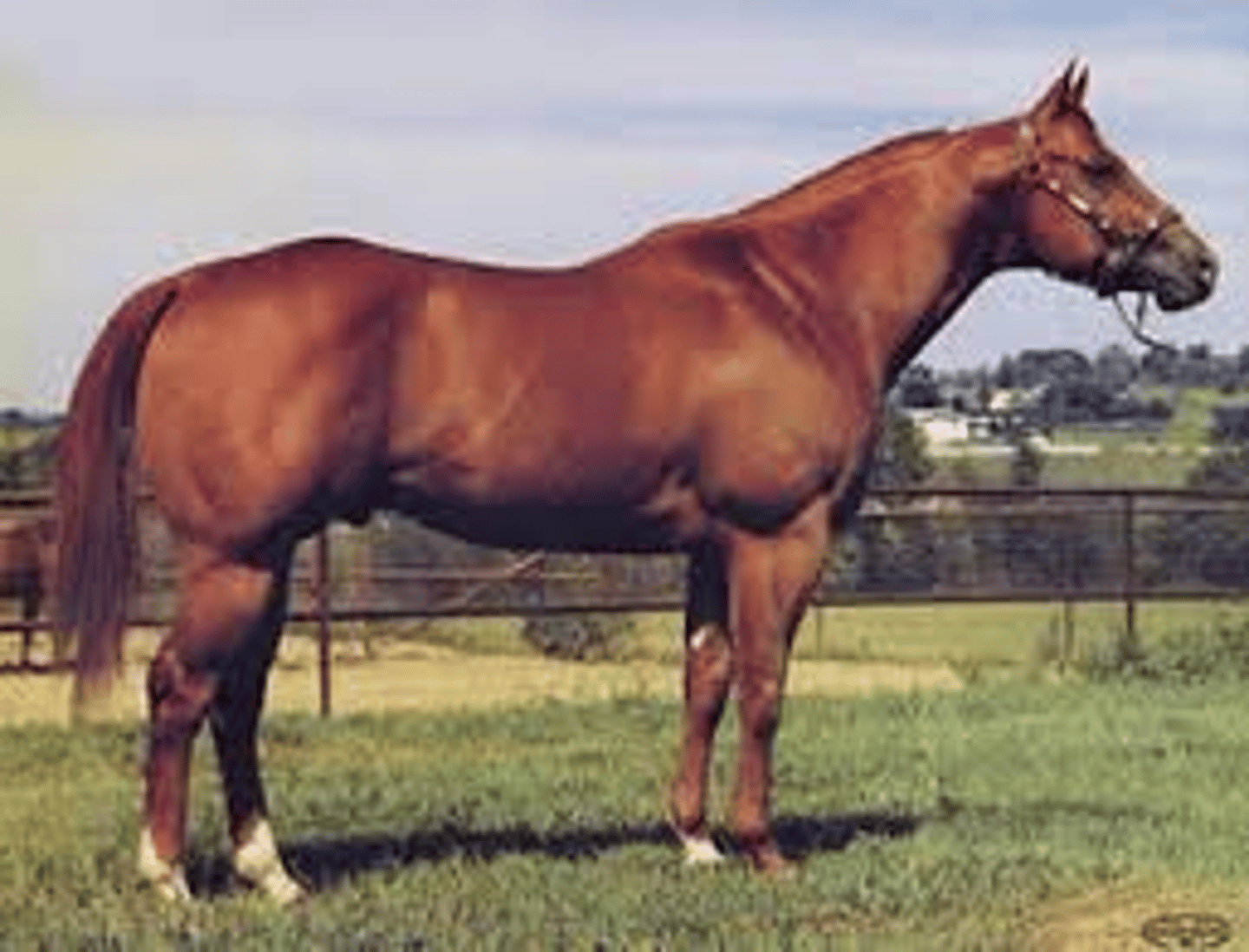 <p>Breed affected: Quarter horse</p><p>Appearance: Double muscling</p><p>-Are stress prone & have uncontrollable shaking that leads to paralysis </p><p>-Dominant (present in heterozygotes)</p><p>-Originated from Impressive sire</p><p>Test: Molecular test</p>