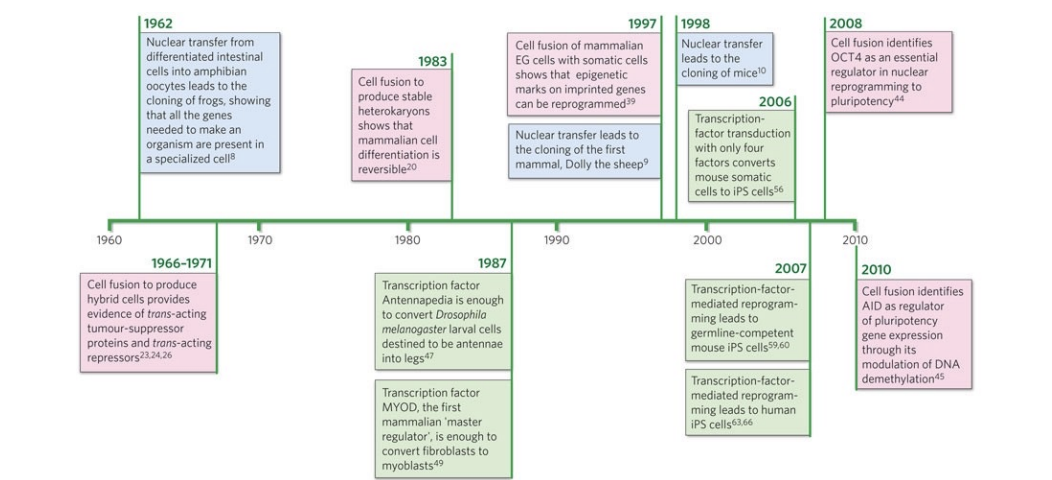 <p>Took long time to before Gurdon experiments could be replicated</p>