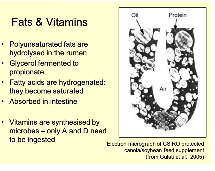 <ol><li><p>Eaten: only polyunsaturated fats</p></li><li><p>Hydrolysed in rumen by microbial lipases</p></li><li><p>glycerol product is fermented to propionate</p></li><li><p>fatty acids produced are <strong>hydrogenated</strong> by bacteria</p></li><li><p>so become saturated</p></li><li><p>These are long chain fatty acids→ (so unlike STFA) </p></li><li><p>go on to be emulsified</p></li><li><p>absorbed in the small intestine</p></li></ol><p></p>