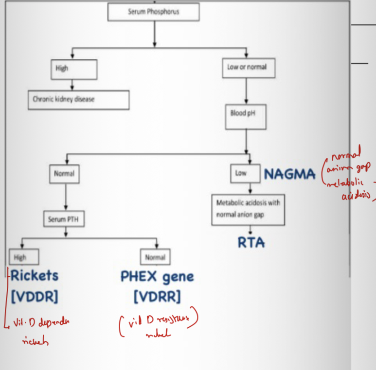 <p><span><strong>Most common inherited hypophosphatemic rickets?</strong> → X-linked hypophosphatemic rickets.</span></p><p></p><p><span><strong>Gene affected?</strong> → PHEX.</span></p><p></p><p><span><strong>Inheritance?</strong> → X-linked dominant.</span></p><p></p><p><span><strong>Pathophysiology?</strong> → Gene mutation →Increased FGF-23 → inhibit phosphate reabsorbtio by PCT →increased phosphate wasting.</span></p><p></p><p><span><strong>Lab findings?</strong> → Hypophosphatemia, high ALP, normal calcium, high phosphate renal excretion</span></p><p></p><p><span><strong>Treatment?</strong> → Oral phosphate + calcitriol.</span></p>